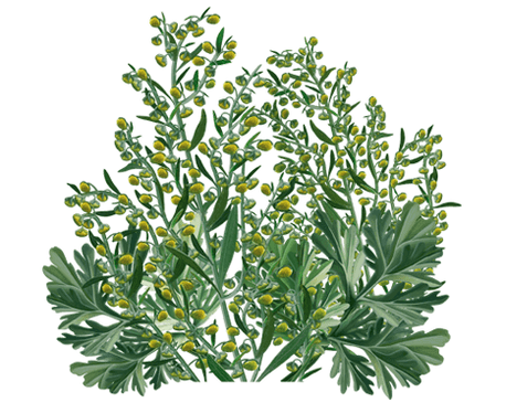 A Clean Forte üröm kivonatot tartalmaz